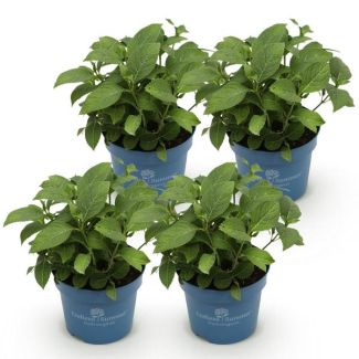 4 Stück Blaue Hortensien