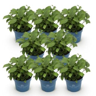 8 Stück Hortensie Rosa