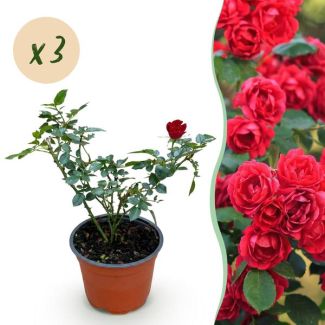 3 Stück Rote Rose