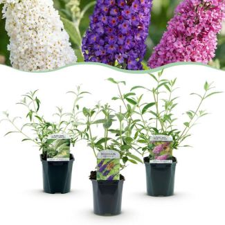 3 Stück Schmetterlingsstrauch Mehrfarbig Blau - Rosa - Weiß