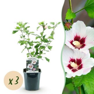 3 Stück Altheastrauch Weiß mit Rosa Herz