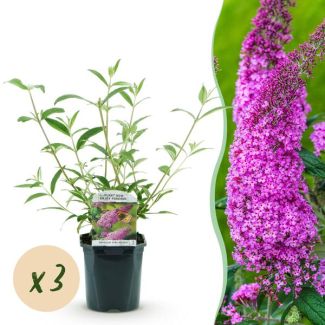 3 Stück Schmetterlingsstrauch rosa