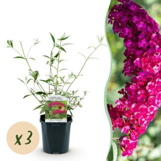 3 Stück Schmetterlingsstrauch Rosa/Rot