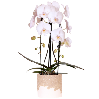 Schmetterlingsorchidee Niagara Falls in Blüte Sand Ziertopf