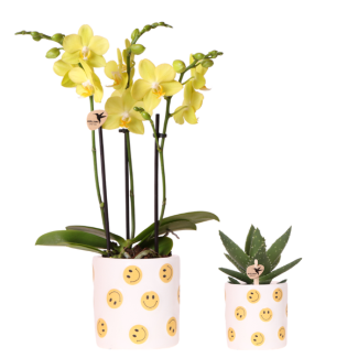 Set Smiley, Schmetterlingsorchidee Albenga + Sukkulente in Smiley Ziertopf