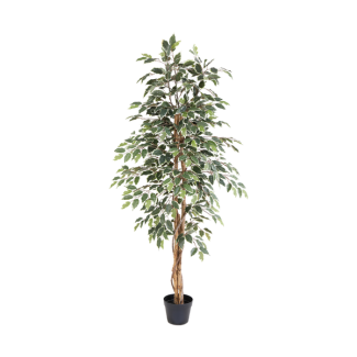 Kunstficus benjamina variegata