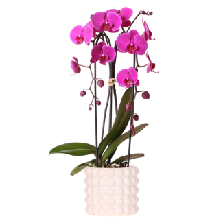 Kolibri Orchideen | Lila Freeride Niagara Falls Orchidee + Poppy White Ziertopf – Topfgröße Ø12cm | blühende Zimmerpflanze – frisch vom Züchter