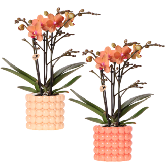 Kolibri Company | Pflanzenset Mohn Orange Orchideen | Orange Orchidee Bolzano inkl. keramischen Zierübertöpfen