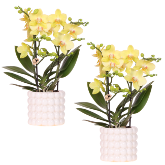 Kolibri Company | Pflanzenset Mohn Weiß Gelb | Gelbe Albenga-Orchidee inkl. keramischen Zierpotten – Topfgröße Ø9 cm