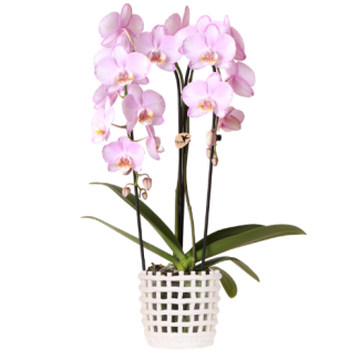 Kolibri Orchideen | Rosa Niagara Falls Orchidee 12cm mit Mesh Weißem Übertopf – frisch vom Züchter
