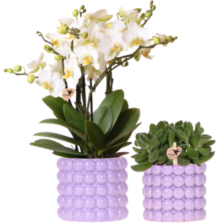 Kolibri-Orchideen | Pflanzenset Mohn Lila | Weiße Lausanne-Orchidee 12 cm + grüne Pflanze 9 cm inkl. Zierübertöpfe – frisch vom Züchter