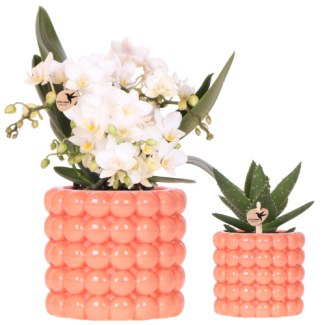 Kolibri-Orchideen | Pflanzenset Mohn Orange Nazare | Weiße Nazare-Orchidee Ø9 cm + grüne Pflanze Ø6 cm inkl. Dektopf – frisch vom Züchter
