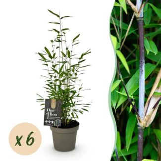 6 Stück Bambus ‘Schwarzer Drache’ (nicht wuchernd)