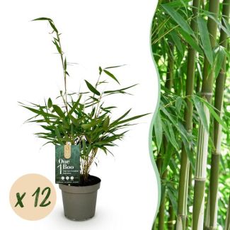 Robuste Bambus ‘Pingwu’ (nicht wuchernd)