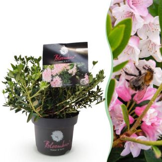 Zwerg-Rhododendron hellrosa