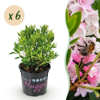 Rhododendron Bloombux Light Pink - 6 Pflanzen