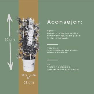 Toskanischer Jasmin / Sternjasmin