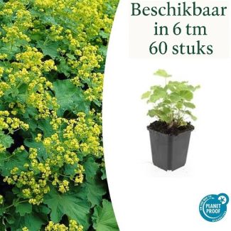6 - 60 St. Frauenmantel, Gelbgrüne Blüten, Bodendecker, Alchemilla mollis - ↕10-25cm - Ø9cm