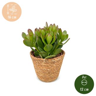 4x Crassula Ovata - Geldbaum - Grün - Sukkulent/Kaktus - inkl. Topf