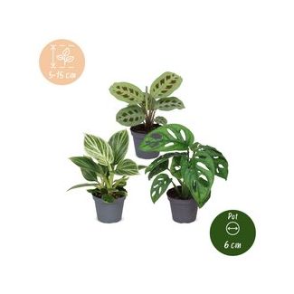 Klein groen geluk - 3 babyplantjes