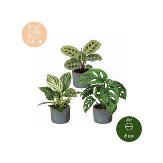 Klein groen geluk - 3 babyplantjes met Linnea Misty Blue
