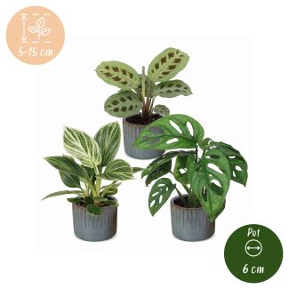 Klein groen geluk - 3 babyplantjes met Linnea Misty Blue