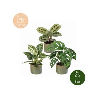 Klein groen geluk - 3 babyplantjes met Linnea Olive