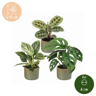 Klein groen geluk - 3 babyplantjes met Linnea Olive