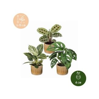 Klein groen geluk - 3 babyplantjes met Linnea Honey