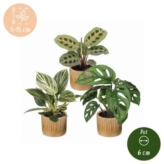 Klein groen geluk - 3 babyplantjes met Linnea Honey