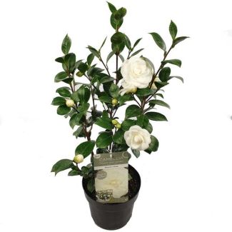 Japanse Camellia 'Nuccio's Gem' - ↕65cm - groenblijvende struik met bloemen
