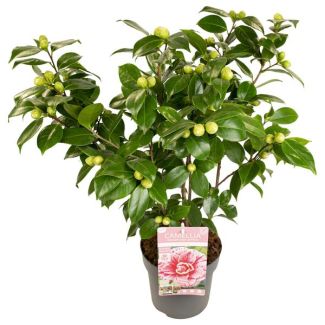 Camellia japonica Bonomiana – Winterbloeiende Struik – Ø29cm – ↕90cm - Groenblijvende tuinplant