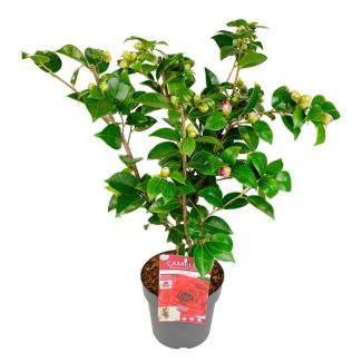 Sierstruik met Dubbele Bloemen Camellia jap. 'Black Lace' - ↨65cm - Ø19cm