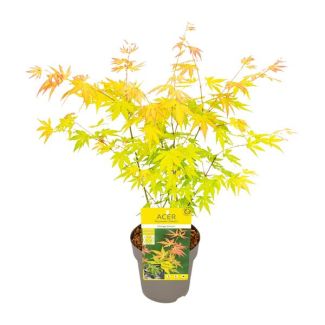 Der Japanische Ahorn, lebendige und farbenfrohe Blätter, jede Saison seine eigene Farbe, Acer palmatum Orange Dream - Ø15cm - ↕30cm