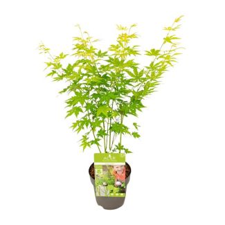2 Stück - Japanischer Ahorn, Strauch/Baum, Farbe grün/gelb/orange, Acer palmatum Going Green - Ø15 - ↨30cm