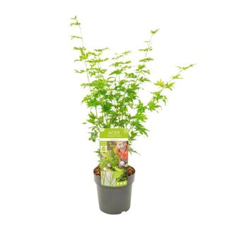 Japanischer Ahorn, Strauch/Baum, Farbe grün/gelb/orange, Acer palmatum Going Green - Ø19 - ↨40cm