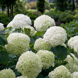 Annabelle-Hortensie, Strauch, Farbe weiß, Hydrangea arbo. 'Strong Annabelle' - ↨30cm - Ø19cm