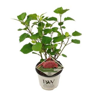 Hortensie, Farbe Rosa, Terrassenpflanze, Balkonpflanze, Hydrangea arbo. Pink Annabelle ® - ↨30cm - Ø19cm
