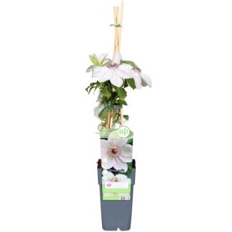 Clematis Weiß mit dunklem Herzen