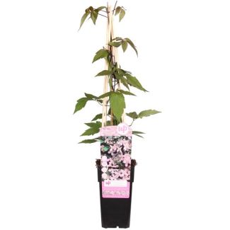 Clematis Lichtrosa bis Weiß