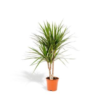 Drachenbaum, luftreinigende Zimmerpflanze - Ø17cm - ↕90cm - Dracaena Marginata