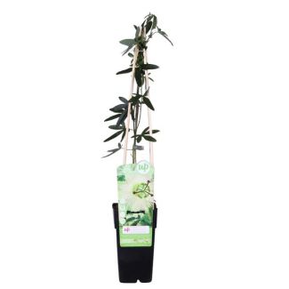 3 Stück Passionsblume, Farbe Weiß, Kletterpflanze, Passiflora caerulea 'Constance Elliot' - Ø 15 - Höhe 60-70 cm