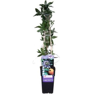 2 Stück Passionsblume, Farbe Weiß/Blau, Kletterpflanze, Passiflora caerulea - Ø 15 - Höhe 60-70 cm