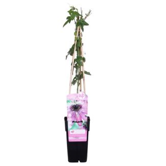 2 x Die Passionsblume, Exotische lila Blumen, Kletterpflanze, Tropische Sphären, Passiflora Purple Haze - Ø15cm - ↕65cm