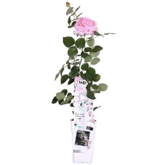 Rosa Zart-Rosa