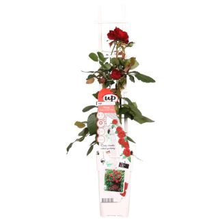 Rosa tiefrot