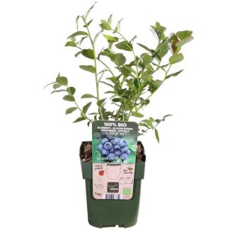 Blaubeere, Fruchtstrauch, Blütenfarbe creme/hellrosa, Beerenfarbe hellblau, Vaccinium corymbosum Reka - Blaubeere