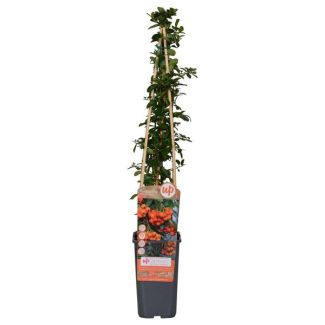 Feuerdorn Orange
