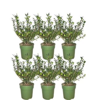 Wintergroene Ilex crenata ‘Jenny’ met compacte groei