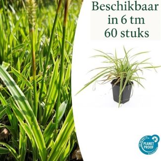6 bis 60 Stück Gelb Gestreifte Japanische Segge, Wintergrüne Ziergras-Pflanze, Carex morrowii Aureovariegata - ↕10-25cm - Ø9cm